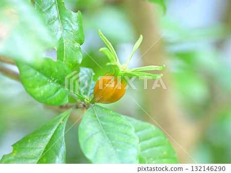 Colored gardenia fruit 132146290