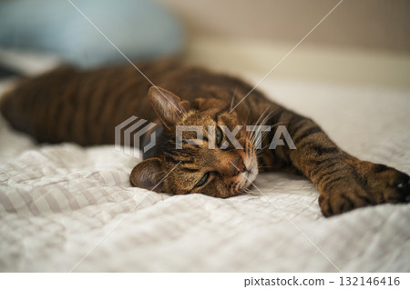 一隻小貓要小睡一下 一隻小貓要小睡一下 132146416