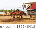 馬兒在牧場上奔跑 132146418