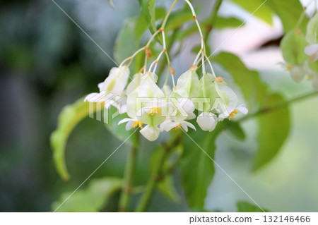 Refreshing begonia flower 132146466