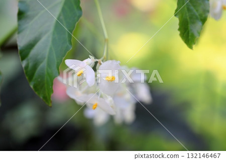 Refreshing begonia flower 132146467
