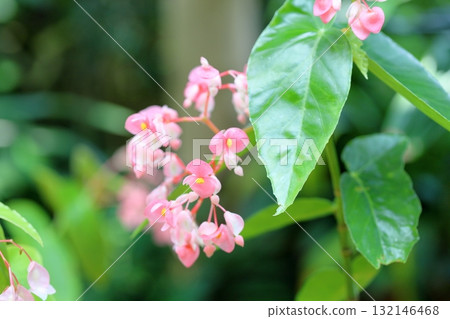 可愛的Kidachi海棠花 132146468