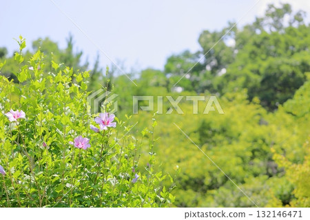 木庫格清爽花 132146471