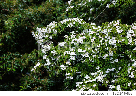Kousa dogwood that can be eaten differently from toxic dogwood even with similar fruits Kousa dogwood that can be eaten differently from toxic dogwood even with similar fruits 132146493