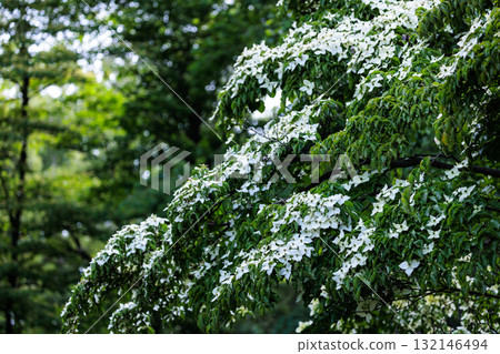 Kousa dogwood that can be eaten differently from toxic dogwood even with similar fruits Kousa dogwood that can be eaten differently from toxic dogwood even with similar fruits 132146494
