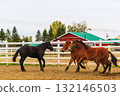 景觀與馬 132146503