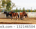 馬在牧場上行走 132146504