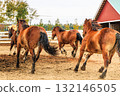 一群奔跑的馬 132146505