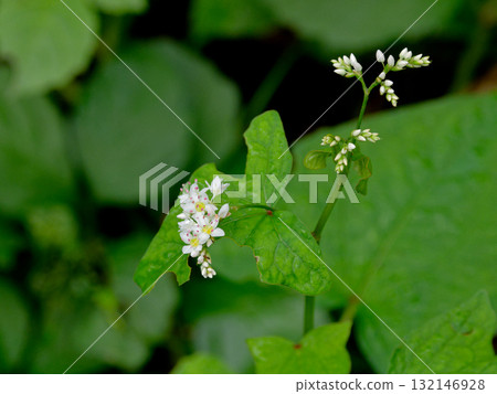 White flowers of the naturalized Polygonaceae plant, Polygonum punctatum 132146928