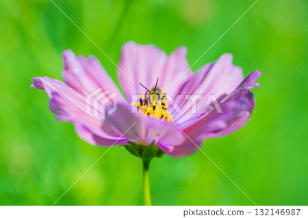 一隻蜜蜂飛向一朵波斯菊 一隻蜜蜂飛向一朵波斯菊 132146987