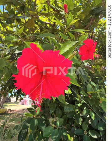 紅芙蓉 紅芙蓉 132147010