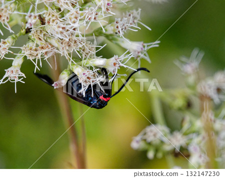 Flower-visiting insects of the family Asteraceae and the firefly moth of the family Asteraceae 132147230