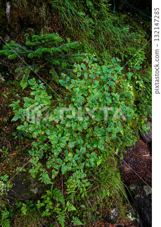 Green jasmine tree in Kitayokodake, Yatsugatake, Nagano Prefecture 132147285