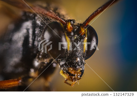 姬蜂(特寫) 姬蜂(特寫) 132147329