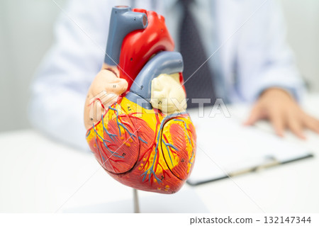 Cardiovascular disease CVD, Asian doctor holding human anatomy model for learn and treat heart disease. 132147344