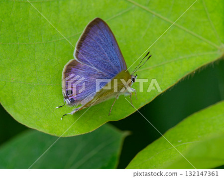 一隻雄性灰蝶（Ara nigricans）停在一片葉子上 132147361