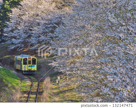 The Heisei Chikuho Railway Nanohana train runs through cherry blossoms in full bloom. The Heisei Chikuho Railway Nanohana train runs through cherry blossoms in full bloom. 132147471