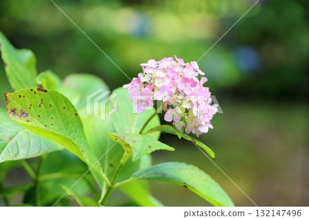 Hydrangea flower 132147496