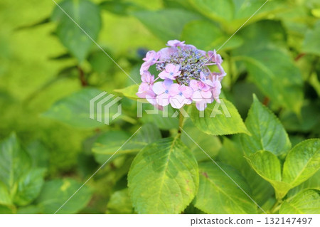 可愛的繡球花 可愛的繡球花 132147497