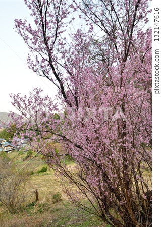 櫻花盛開時，東秩父村裡山裡地 132147616