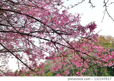 櫻花盛開時，東秩父村裡山裡地 132147617