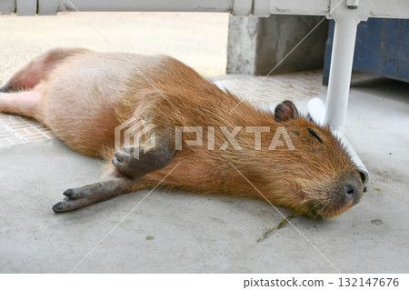 一隻放鬆的水豚 132147676