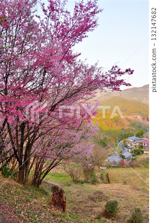 When the cherry blossoms bloom, Satoyama Satochi, Higashichichibu Village When the cherry blossoms bloom, Satoyama Satochi, Higashichichibu Village 132147682