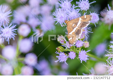 White-striped moth resting on a common wisteria 132147712