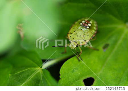 Brightly colored stink bug larvae resting on leaves 132147713