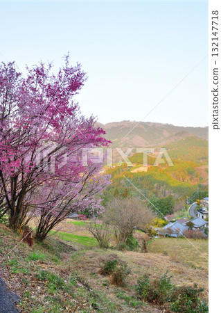 櫻花盛開時,在里山里地的斜坡上建造的村莊,東秩父村 櫻花盛開時,在里山里地的斜坡上建造的村莊,東秩父村 132147718