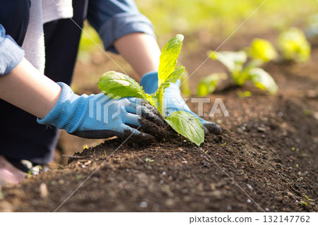 Young woman planting vegetable seedlings in the field Young woman planting vegetable seedlings in the field 132147762
