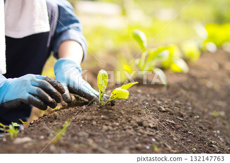 年輕女子在田裡種植蔬菜幼苗 132147763