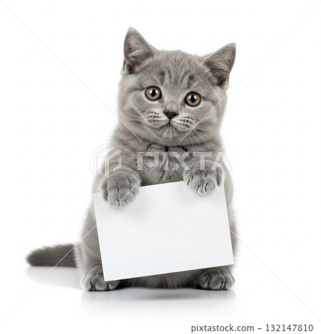 Gray kitten with bright eyes holding a blank white card. The kitten sits upright on a reflective white surface Gray kitten with bright eyes holding a blank white card. The kitten sits upright on a reflective white surface 132147810