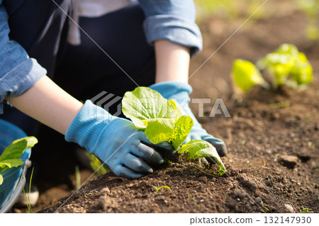 Young woman planting vegetable seedlings in the field 132147930