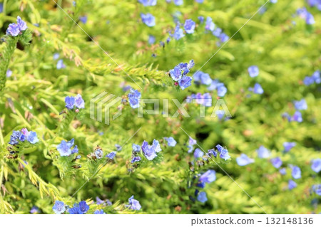 Echium vulgare 花 132148136