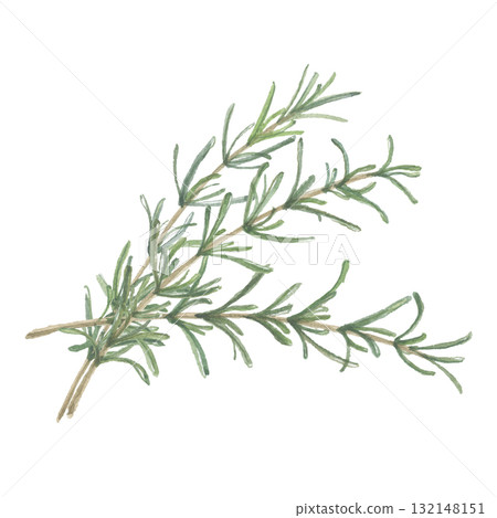 迷迭香水彩畫 132148151