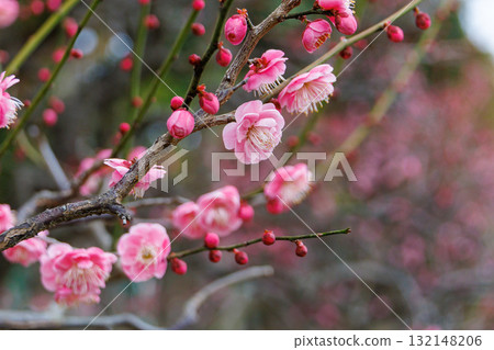 Pink cute plum blossoms 132148206
