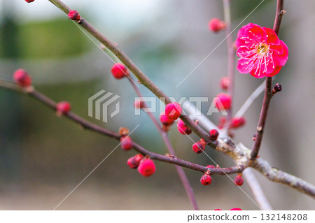 紅梅花 紅梅花 132148208