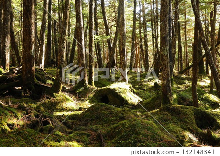 白駒森林的神秘苔蘚 白駒森林的神秘苔蘚 132148341