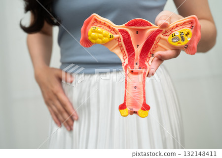 Uterus, Asian woman holding human anatomy model. Uterus, Asian woman holding human anatomy model. 132148411