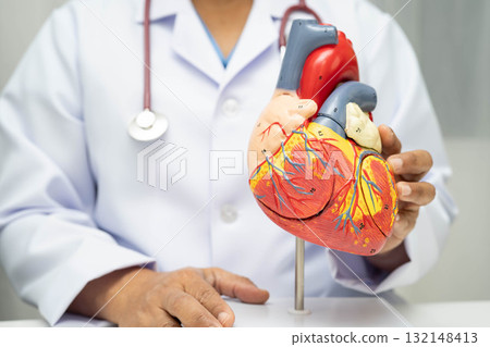 Cardiovascular disease CVD, doctor with heart human model anatomy for treatment patient in hospital. Cardiovascular disease CVD, doctor with heart human model anatomy for treatment patient in hospital. 132148413