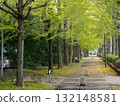 Beautiful rows of ginkgo trees 132148581