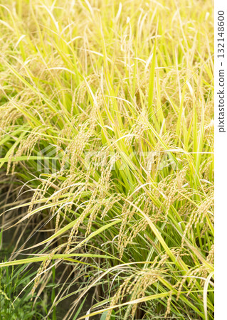 水果稻植物 132148600