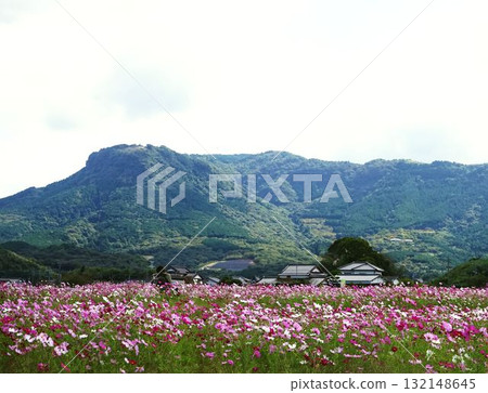A cosmos field at the foot of Mt. Hachimen A cosmos field at the foot of Mt. Hachimen 132148645