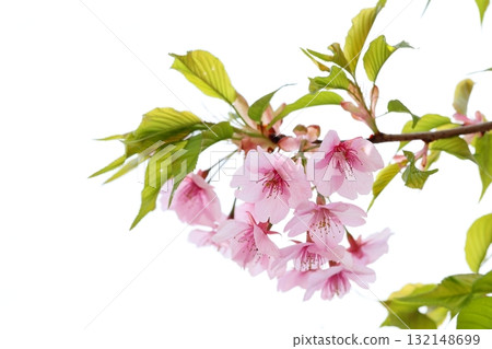 Sakura Kawazu cherry tree 132148699