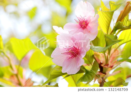 Sakura Kawazu cherry tree 132148709