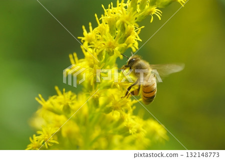 A honeybee sucking nectar from a tall goldenrod A honeybee sucking nectar from a tall goldenrod 132148773
