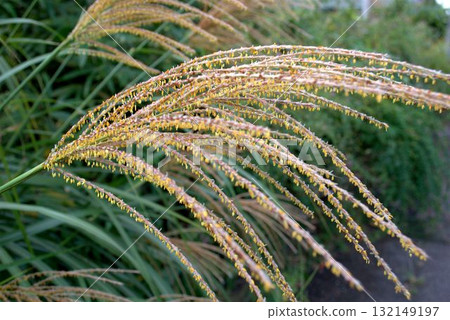 鈴木的花 132149197