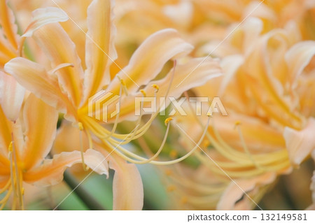 Orange spider lily Orange spider lily 132149581