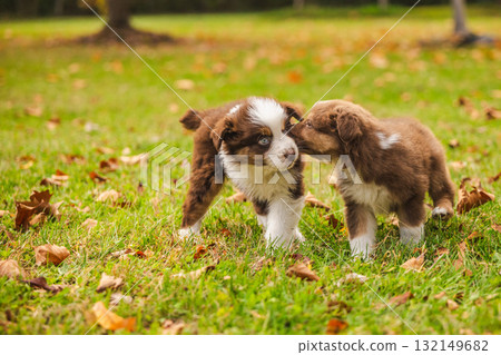 Two Australian Shepherd puppies playing on green grass in autumn park, adorable brown and white dogs interacting outdoors in sunlight 132149682